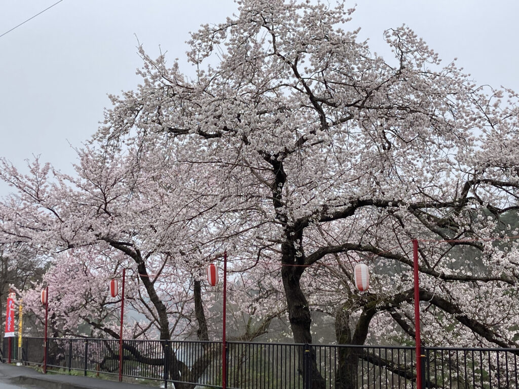 厳美渓の桜