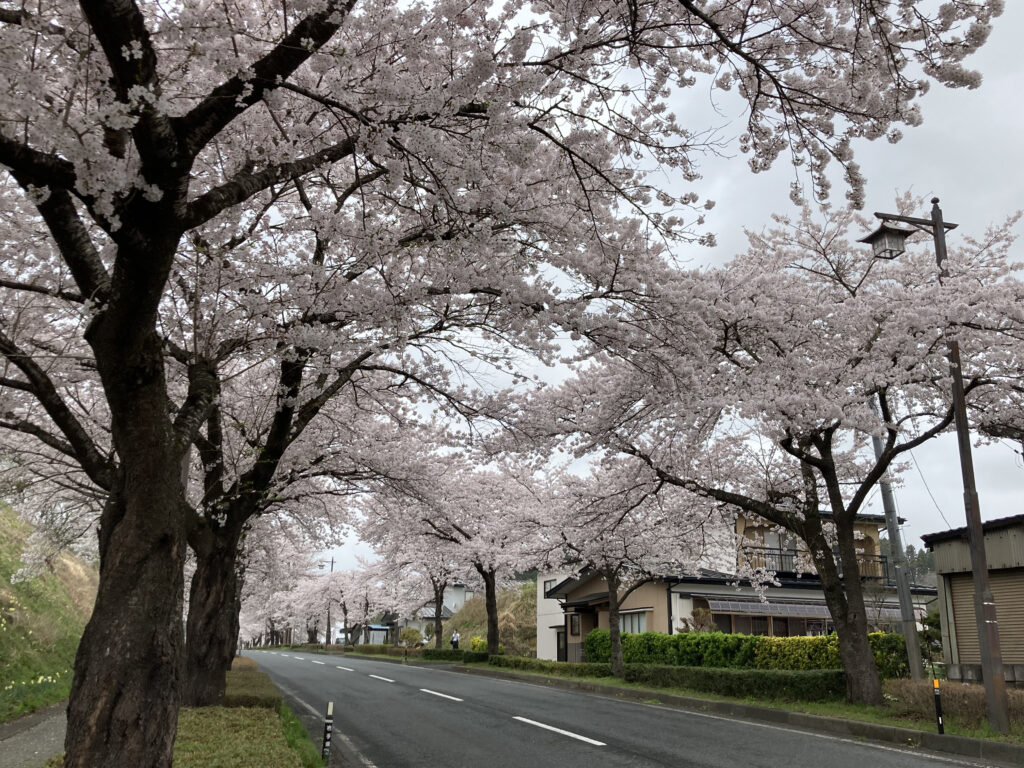 平泉の桜並木