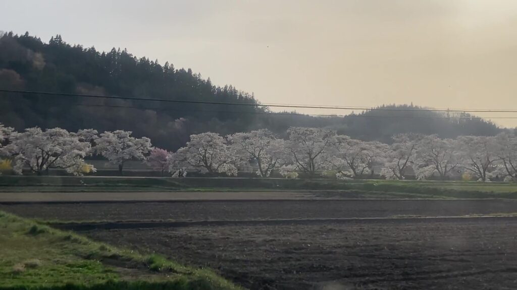 夏井千本桜③