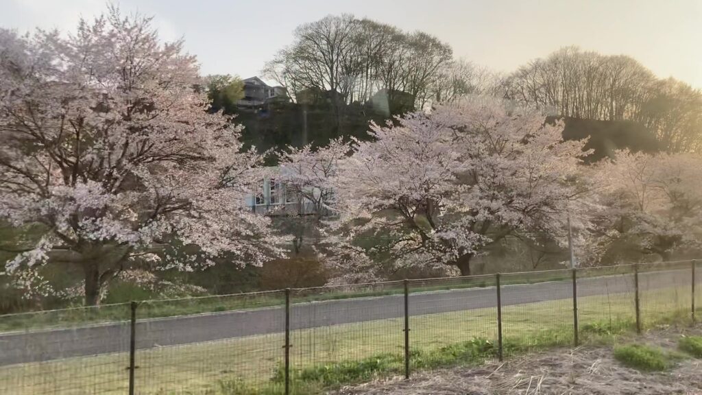 三春駅付近の桜