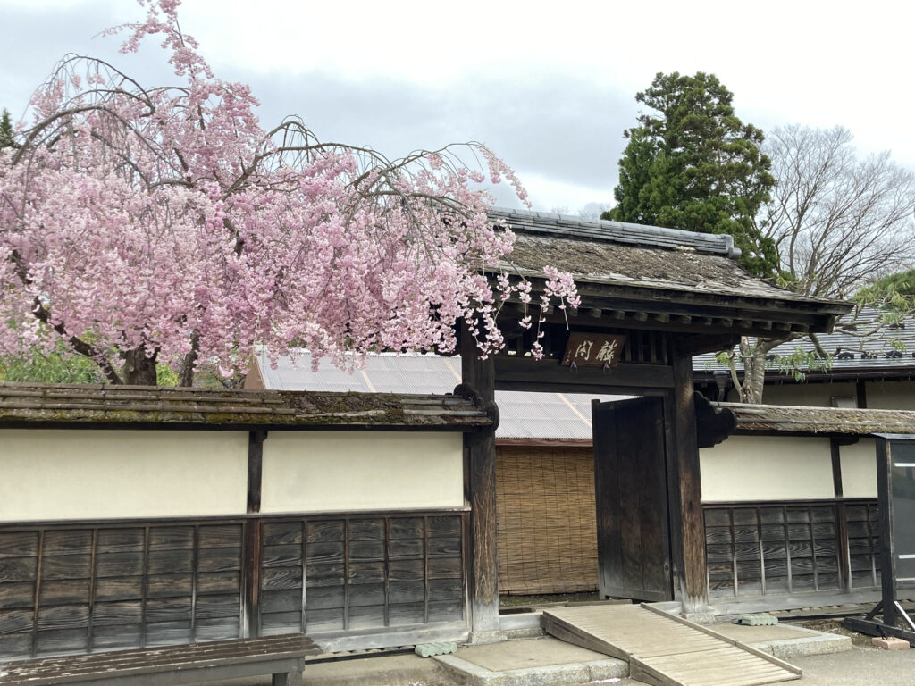 鶴ヶ城公園内できれいだった桜