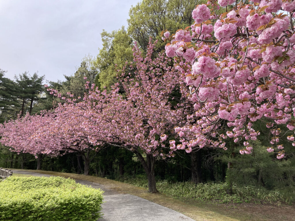 ミュージアム近くの公園にて