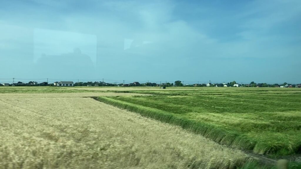 中津平野の田園地帯